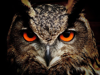 owl-bird-eyes-eagle-owl-86596.jpeg